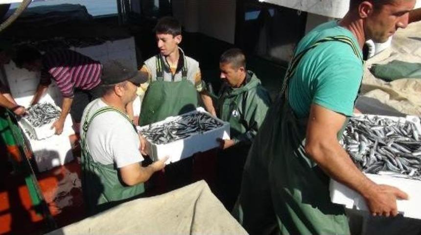 Marmara'da Hamsi Ve Palamut Bereketi