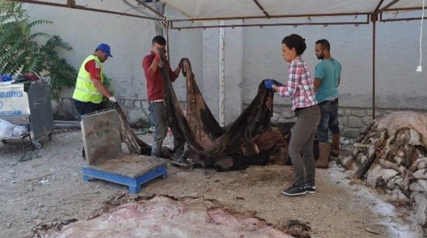 Thk, 7 Bin Adet K&uuml;&ccedil;&uuml;kbaş, 2 Bin 500 Kilogram B&uuml;y&uuml;kbaş Deri Topladı