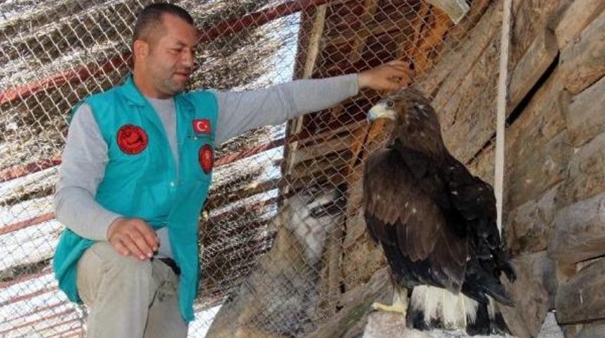 Lisinia'nın Zorunlu Misafirleri