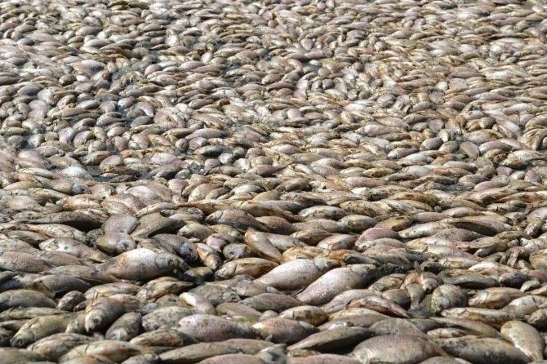 Tamirat İ&ccedil;in Boşaltılan G&ouml;lette Binlerce Balık Telef Oldu