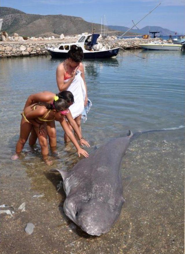 Dat&ccedil;a da &Ouml;l&uuml; K&ouml;pekbalığı Sahile Vurdu 1