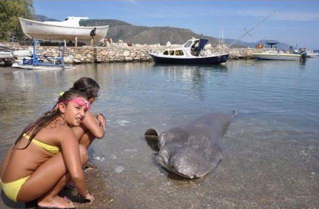 Dat&ccedil;a da &Ouml;l&uuml; K&ouml;pekbalığı Sahile Vurdu 2