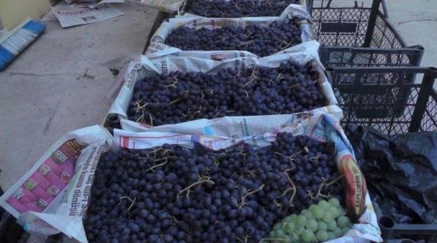 Muş'ta &Uuml;z&uuml;m Bereketi