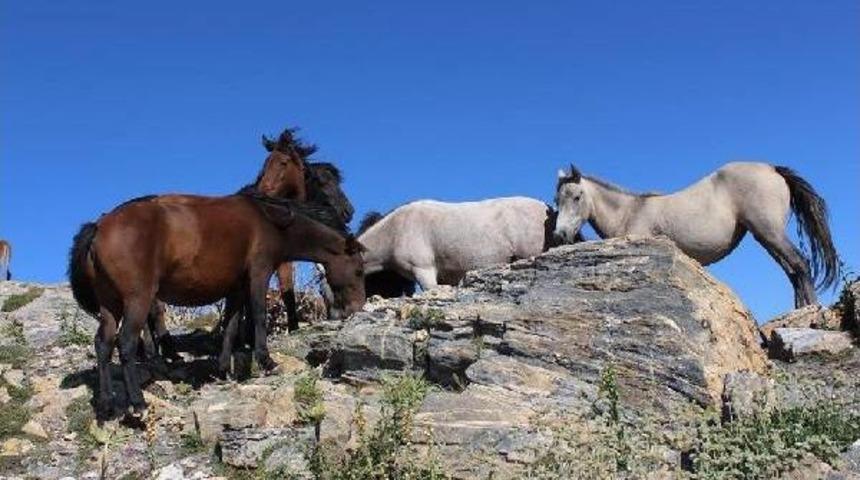 Dağların '&ouml;zg&uuml;r &Ccedil;ocukları' Yılkı Atları