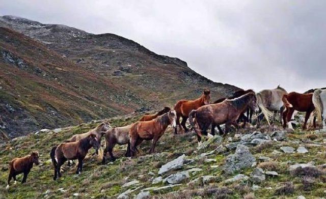 Dağların 'özgür Çocukları' Yılkı Atları