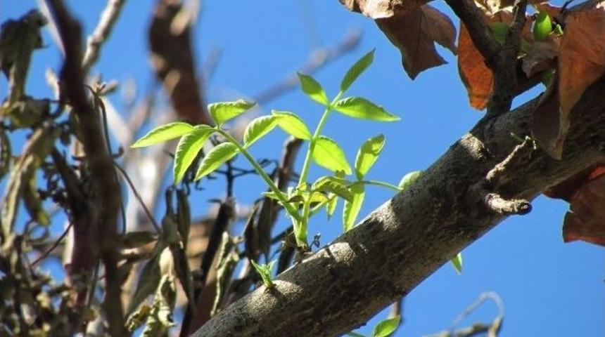 Sıcaklardan Kuruyan Ceviz Ağa&ccedil;ları Yeniden Yeşerdi