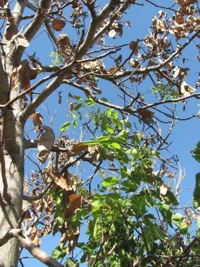Sıcaklardan Kuruyan Ceviz Ağa&ccedil;ları Yeniden Yeşerdi 1