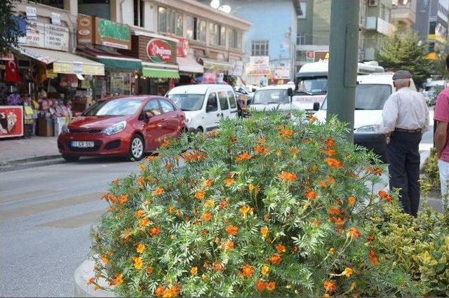 Orta Refüjde Büyüyen Çiçekler Sürücülere Zor Anlar Yaşatıyor