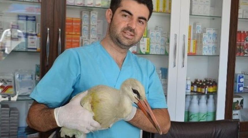 Yaralı Leylek Koruma Altına Alındı