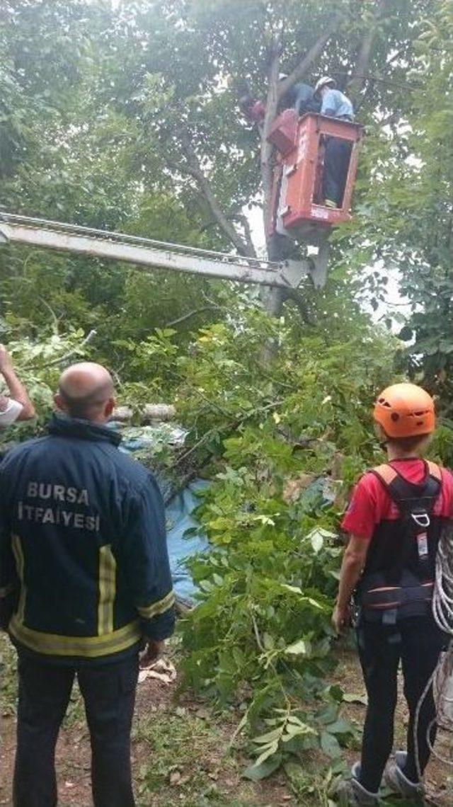 Ölüm Ceviz Ağacında Yakaladı