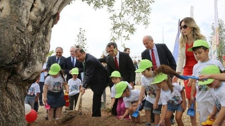 500 Yaşındaki Zeytin Ağacı Minik &Ouml;ğrencilerin Elinden Yeniden Hayat Buldu