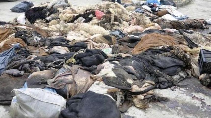 Thk&rsquo;Nın Topladığı Deri Miktarı Azaldı