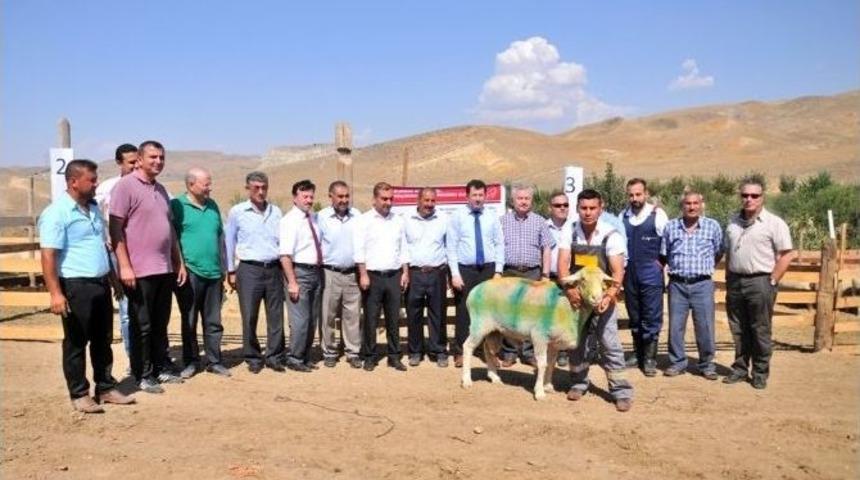 Macaristan&rsquo;daki Toplam Hayvan Sayısı Kadar Hayvanın T&uuml;rkiye&rsquo;de Islah Takibi Yapılıyor