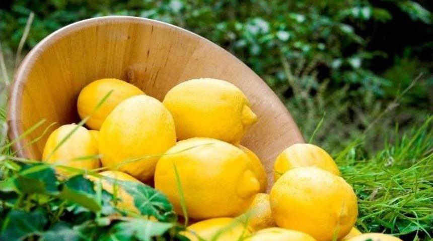 Ege&rsquo;nin Narenciye Rekoltesi 446 Bin Ton