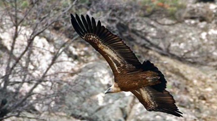 Kırsaldan G&ouml;&ccedil;, Akbaba Neslini Tehdit Ediyor