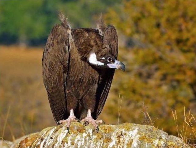 Kırsaldan G&ouml;&ccedil;, Akbaba Neslini Tehdit Ediyor 1