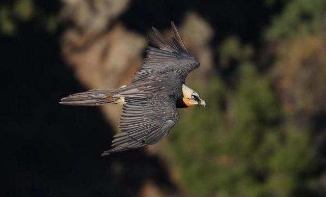 Kırsaldan G&ouml;&ccedil;, Akbaba Neslini Tehdit Ediyor 2