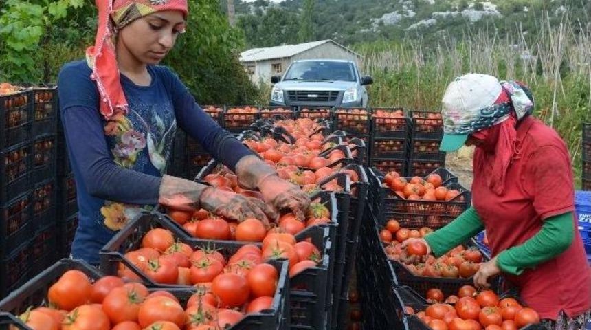 Domates Fiyatı Dibe Vurdu