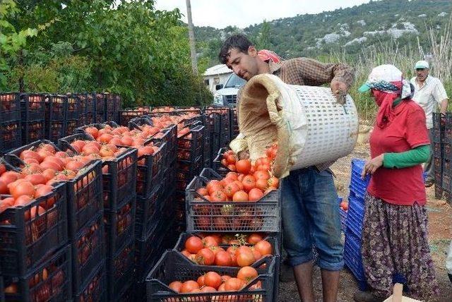 Domates Fiyatı Dibe Vurdu