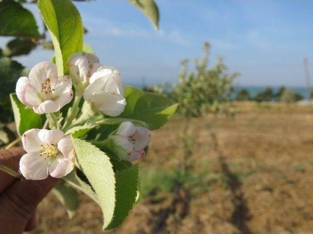 Beyşehir’de Dalında Elma Olan Ağaçlar Çiçek Açtı