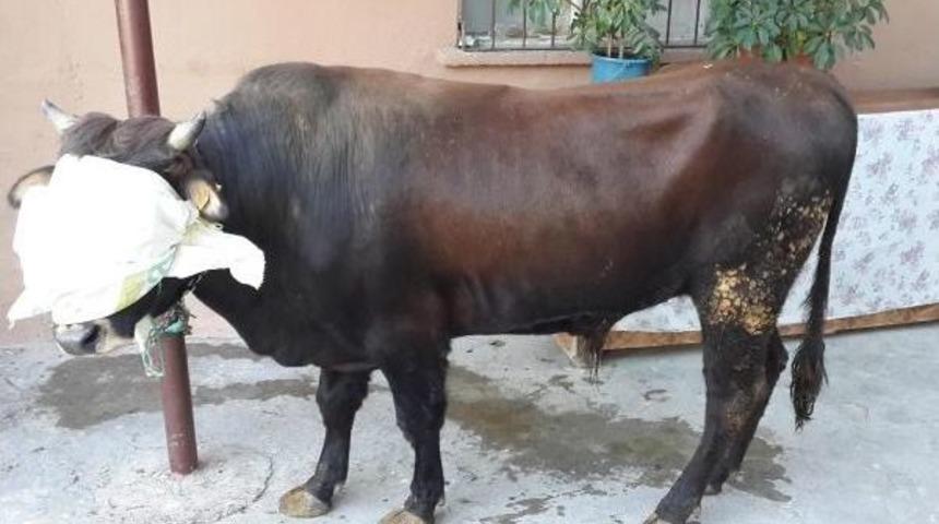 Kestiği Kurbanda T&uuml;rerk&uuml;loz &Ccedil;ıkan Aile Tedirgin