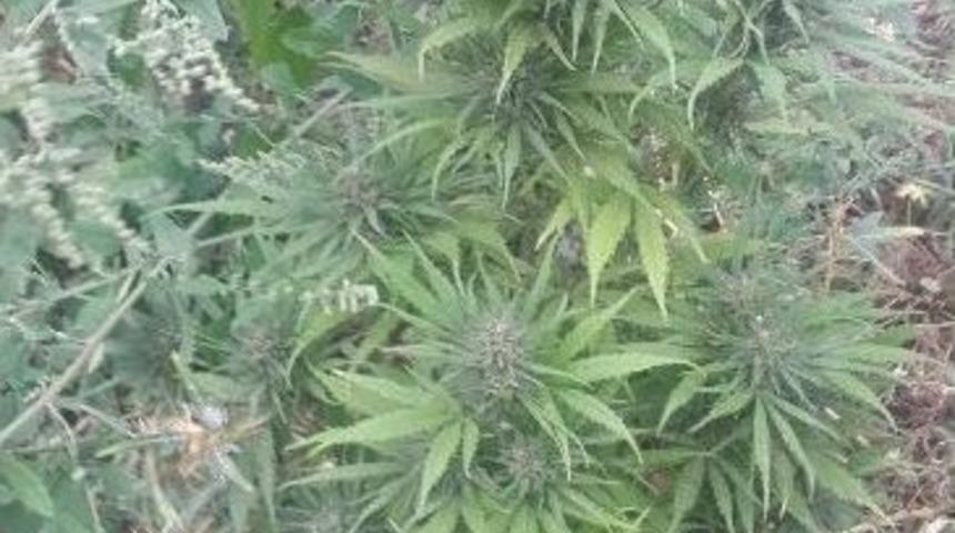 Boz&uuml;y&uuml;k&rsquo;te Uyuşturucu Operasyonu