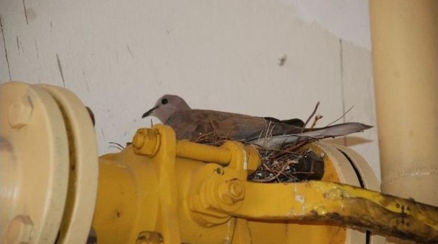 Kumru, Doğalgaz Vanasına Yuva Yaptı
