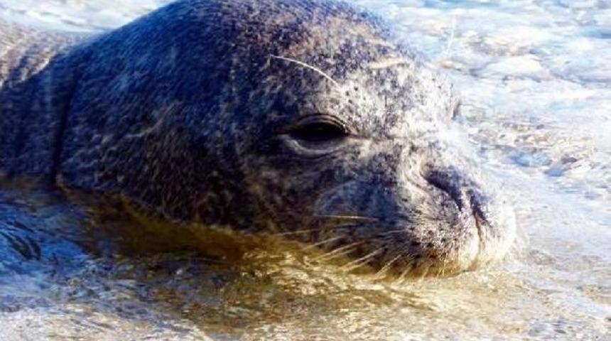 Plajda Sevimli Fok S&uuml;rprizi