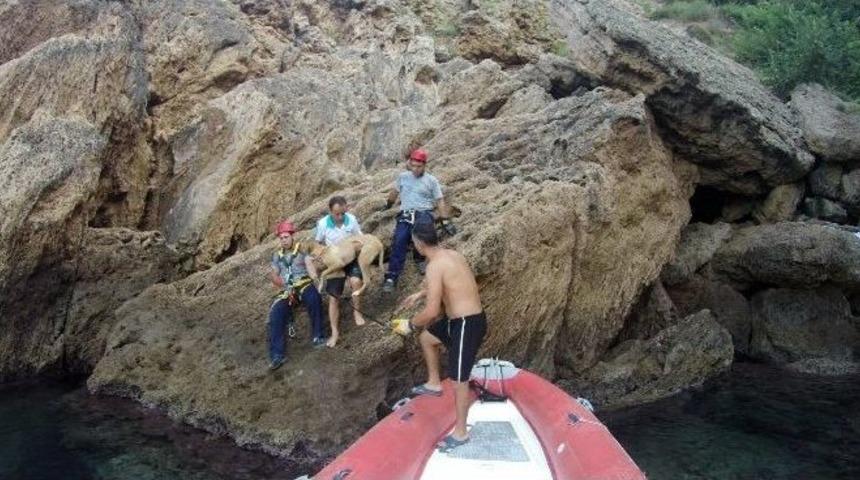 Falezlerden D&uuml;ş&uuml;p Yaralanan Sokak K&ouml;peği Hayata Tutundu