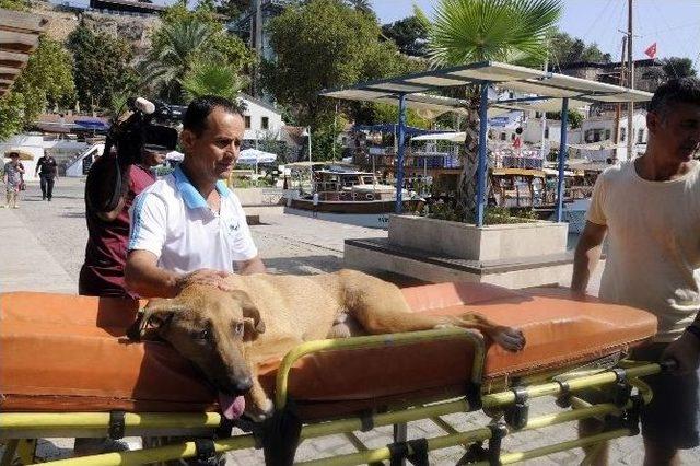 Falezlerden Düşüp Yaralanan Sokak Köpeği Hayata Tutundu