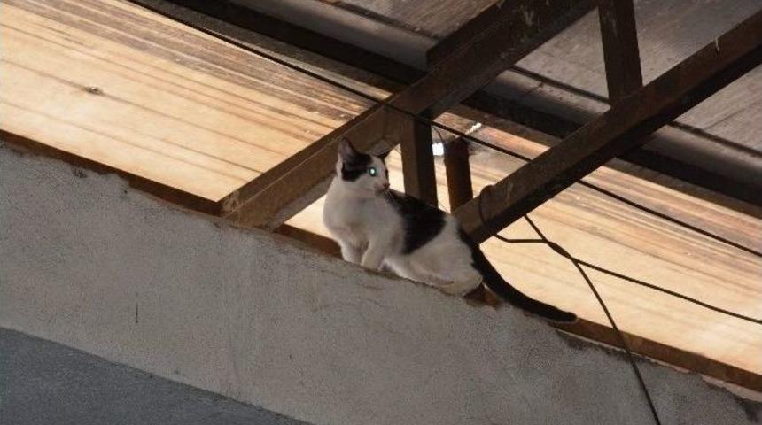 Ağa&ccedil;tan Kurtardıkları Kediyi &Ccedil;atıya Attılar