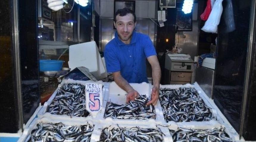 Palamut Gitti, Yerli Hamsi Geldi