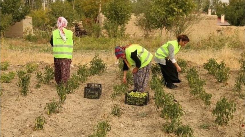 Yaşam Ağacı Projesi Meyvelerini Verdi