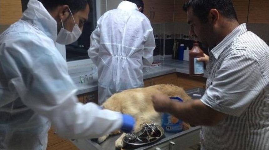 Sokak Hayvanlarına &lsquo;acil Sevis&rsquo;&rsquo; Hizmeti