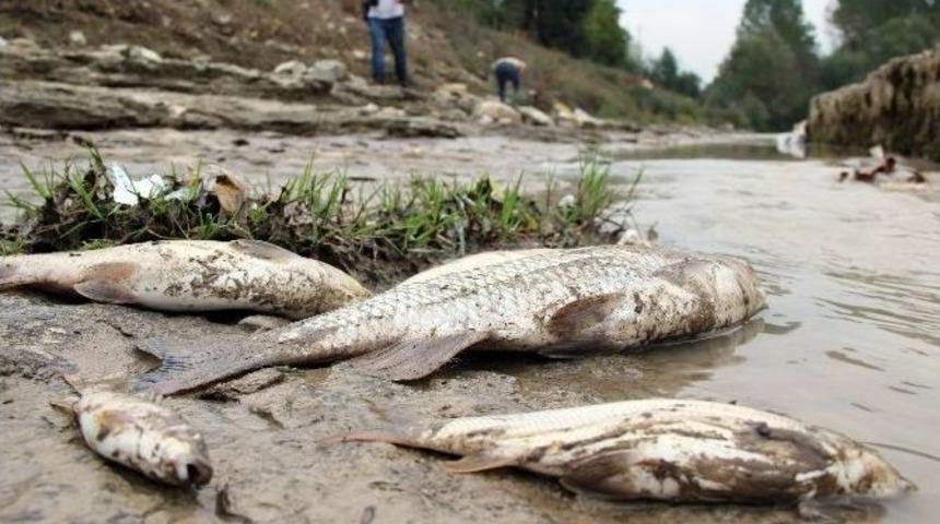 Karab&uuml;k&rsquo;te Esrarengiz Balık &Ouml;l&uuml;mleri