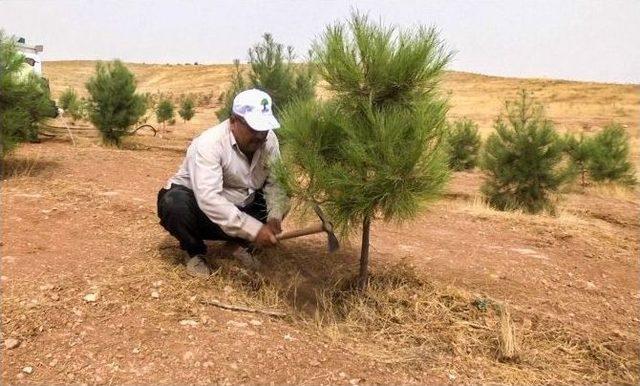 ’bi Dünya Yeşil’ Projesiyle Dikilen Fidanlar Büyüyor