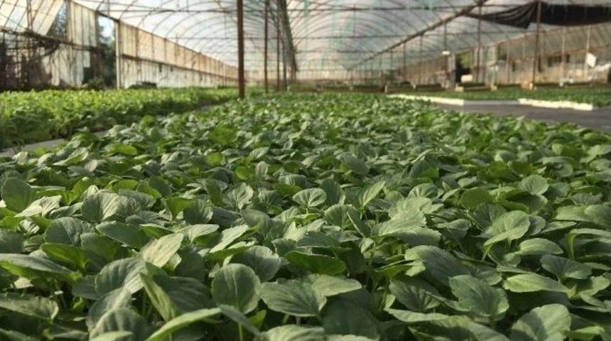 K&ouml;yceğiz&rsquo;de Kışlık S&uuml;s Bitkisi &Uuml;retimi Başladı