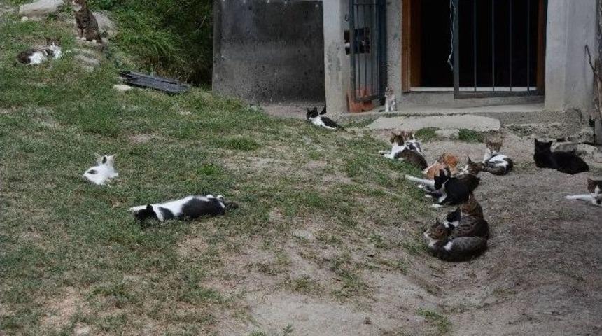 Yaşlı Kadının Kedi Sevgisi