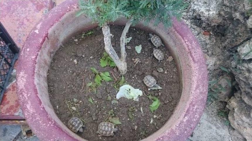 Antalya&rsquo;da &rsquo;ka&ccedil;ak Kaplumbağa&rsquo; Operasyonu