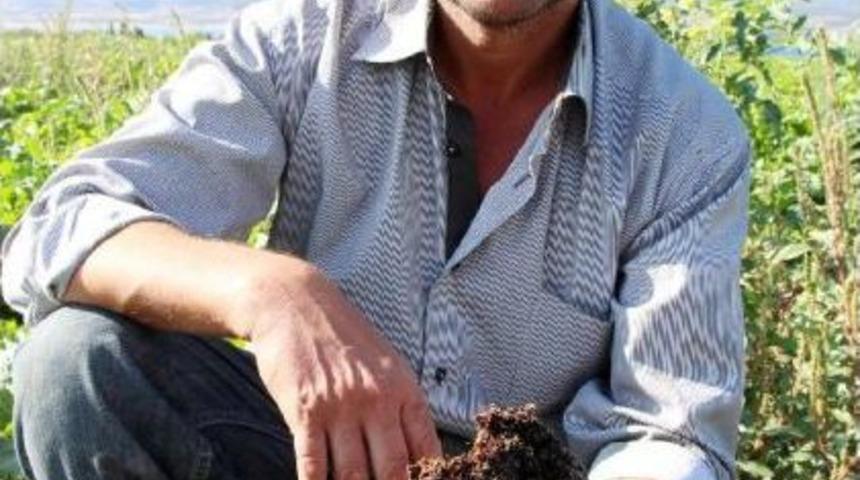 Hastalık Şeker Pancarını Vurdu