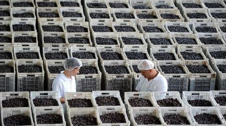 Başkan Asa&rsquo;dan &rsquo;halkalı Leke&rsquo; Uyarısı