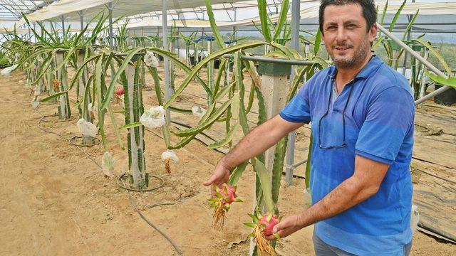 Torbalı'da üretilen 'pitaya' yüz güldürdü