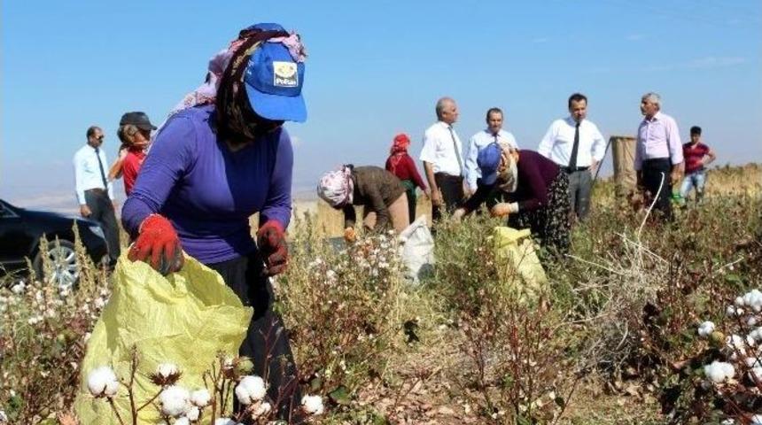 Samsat&rsquo;ta, Pamuk Hasadı Başladı