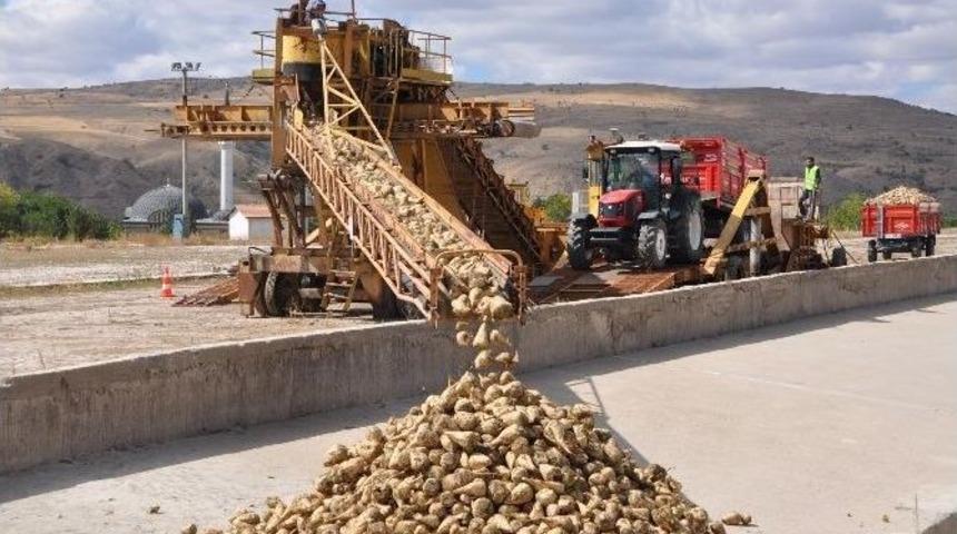 Yozgat&rsquo;ta Pancar Hasadı Başladı