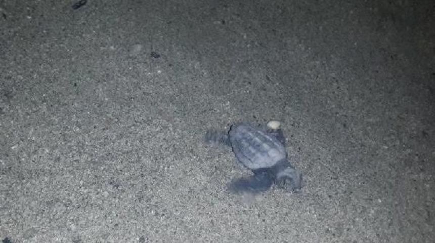 Yavru Caretta Carettalar Denizle Buluştu