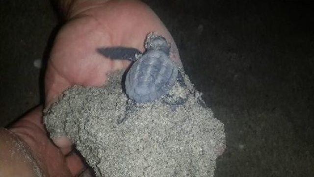 Yavru Caretta Carettalar Denizle Buluştu