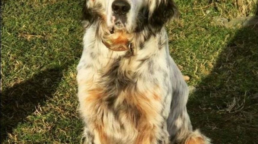 Köpeğini Çalanı Yakalatana 5 Bin Lira Ödül Verecek