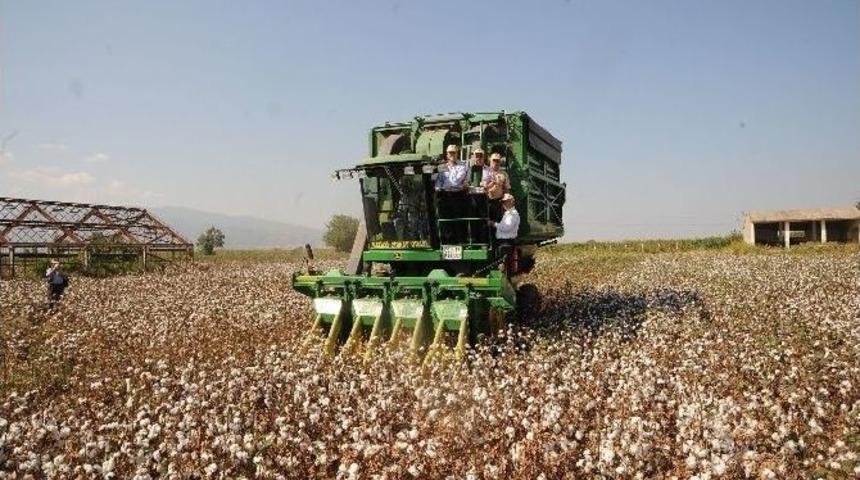 Aydın Ziraat Odası 2015 Yılı Pamuk Ve Mısır Hasat Fiyatlarını Belirledi