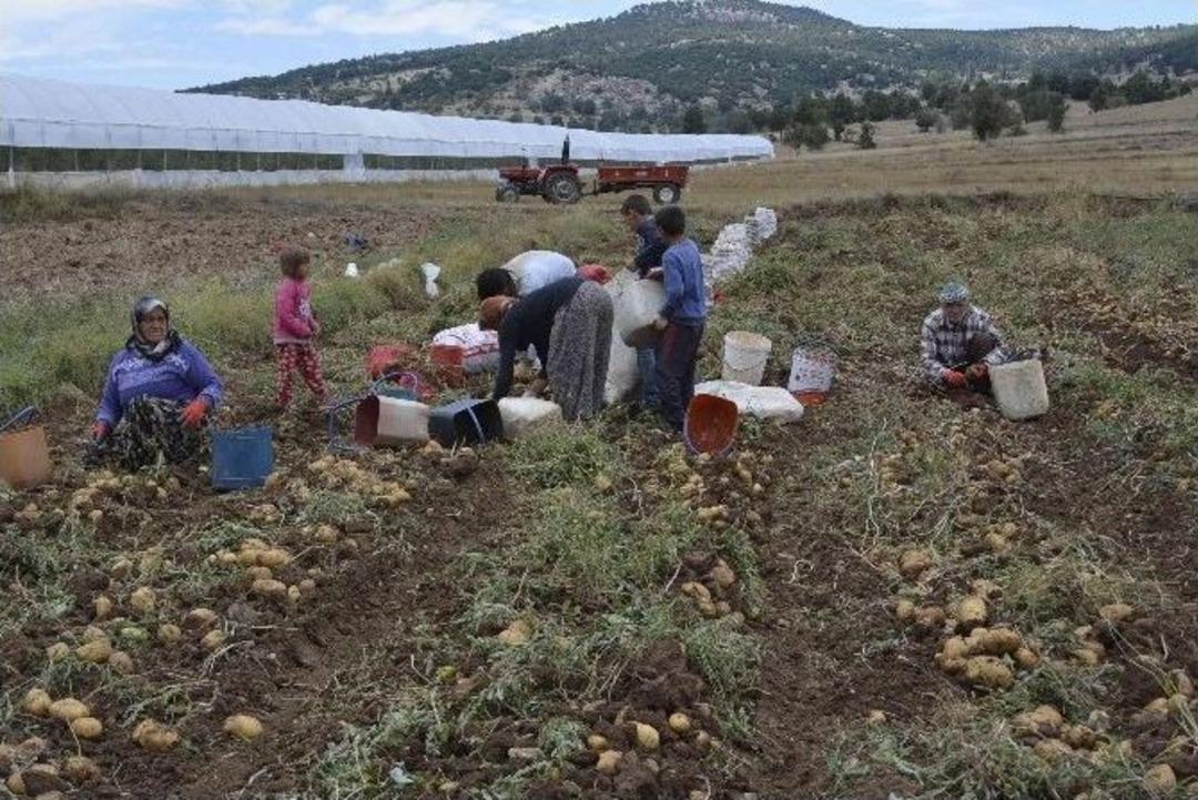 Patateste Altın Yıl