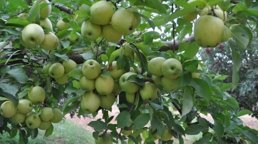 Elma Ve Armut Hasadı Başladı